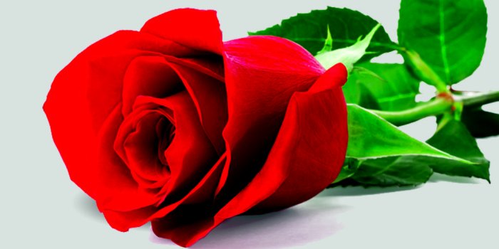 1024x768 Rose wallpaper | red rose wallpaper hd pictures free download