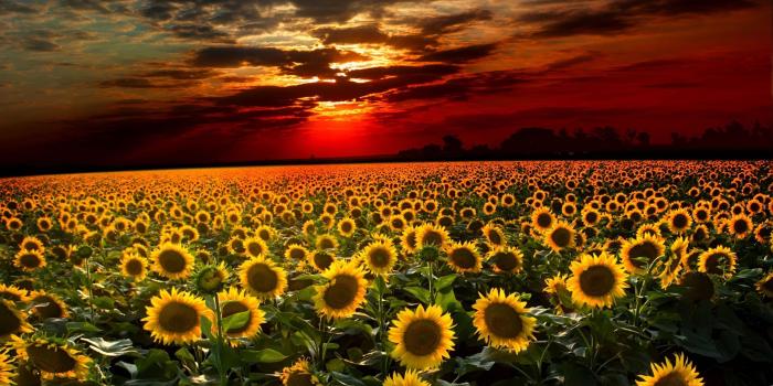 2560x1600 60+ Fall Sunflower Wallpapers - Download at WallpaperBro