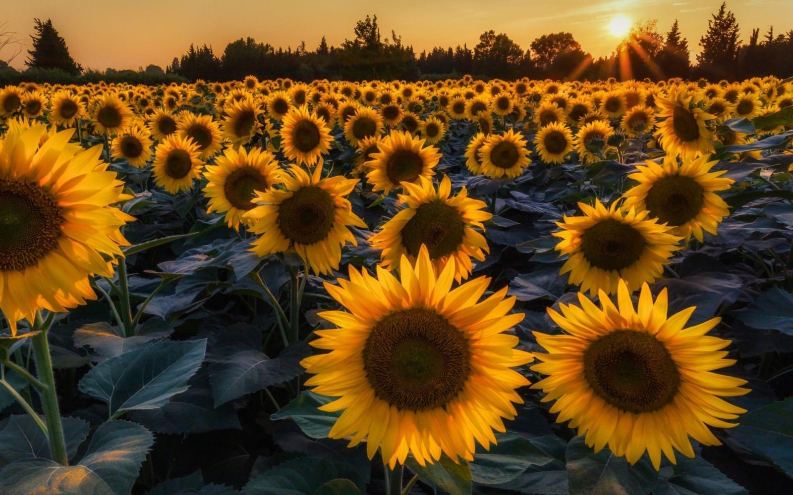 1920x1200 45+ Sunflower Large High Res Wallpapers - Download at WallpaperBro