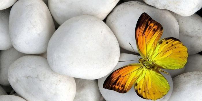 1080x1920 Butterfly iPhone Wallpapers - Top Free Butterfly iPhone Backgrounds