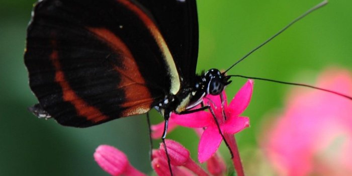 1440x2560 Pretty Butterfly on Pink Flower Wallpaper - iPhone, Android