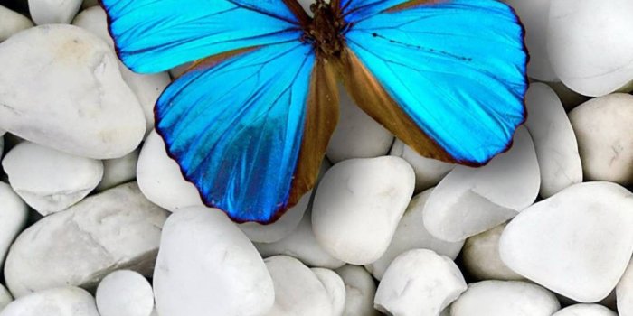 1080x1920 Blue Butterfly Wallpaper For Iphone Resolution - Blue Butterfly On