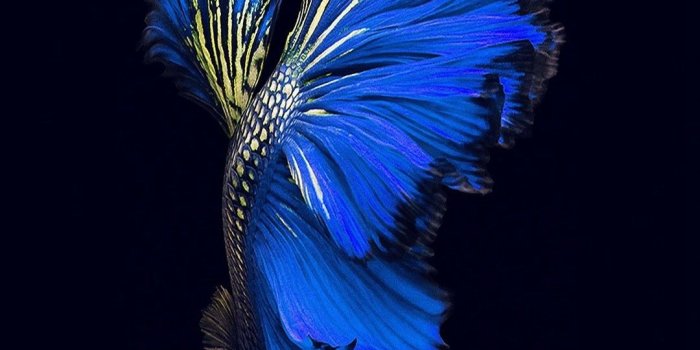 1080x1920 79+ Most Popular Wallpapers on WallpaperPlay