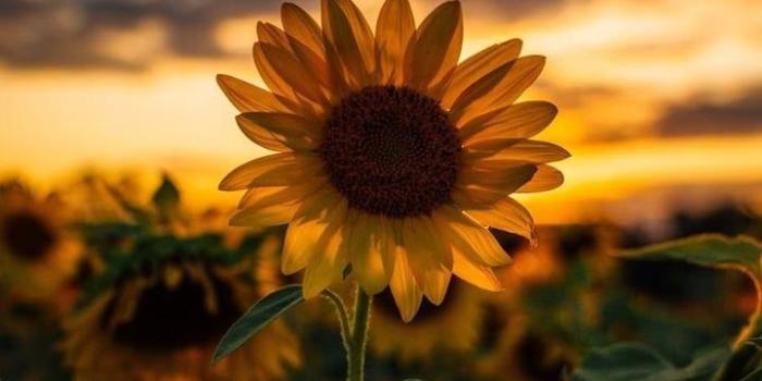 720x1280 Sunflower wallpaper 