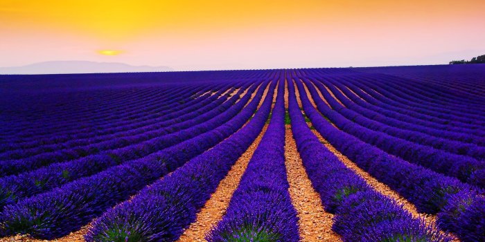 3840x2321 2625300 3840x2321 lavender fields 4k popular wallpaper | Nature