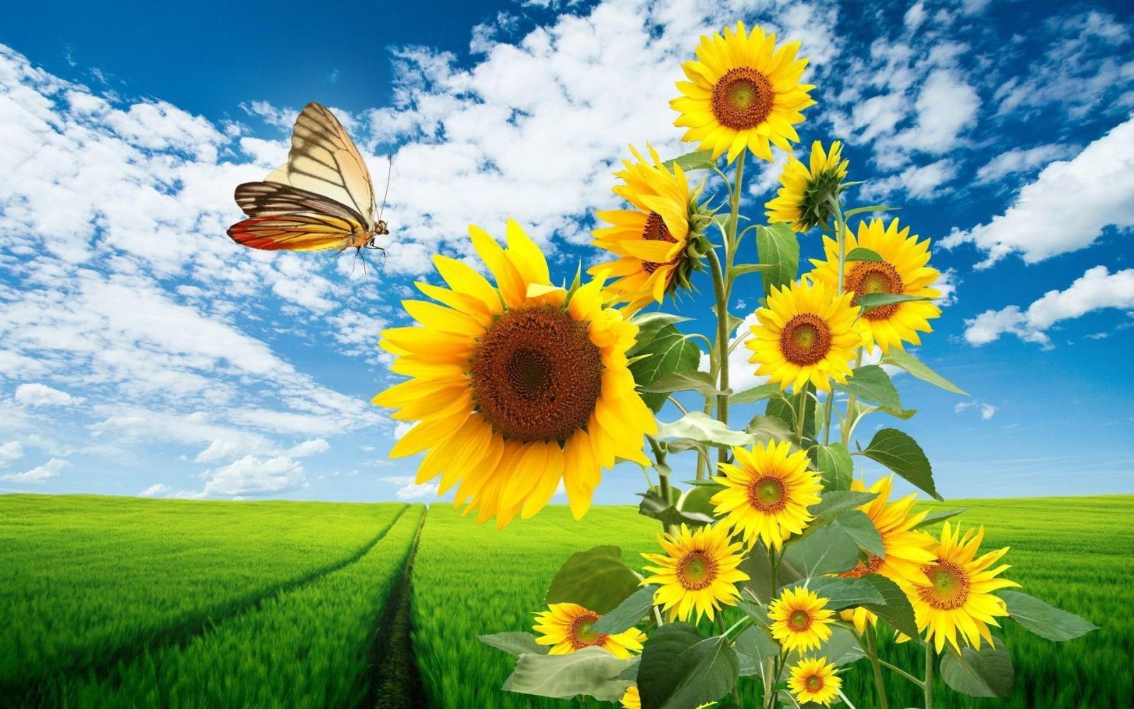 1920x1200 453 Sunflower HD Wallpapers | Background Images