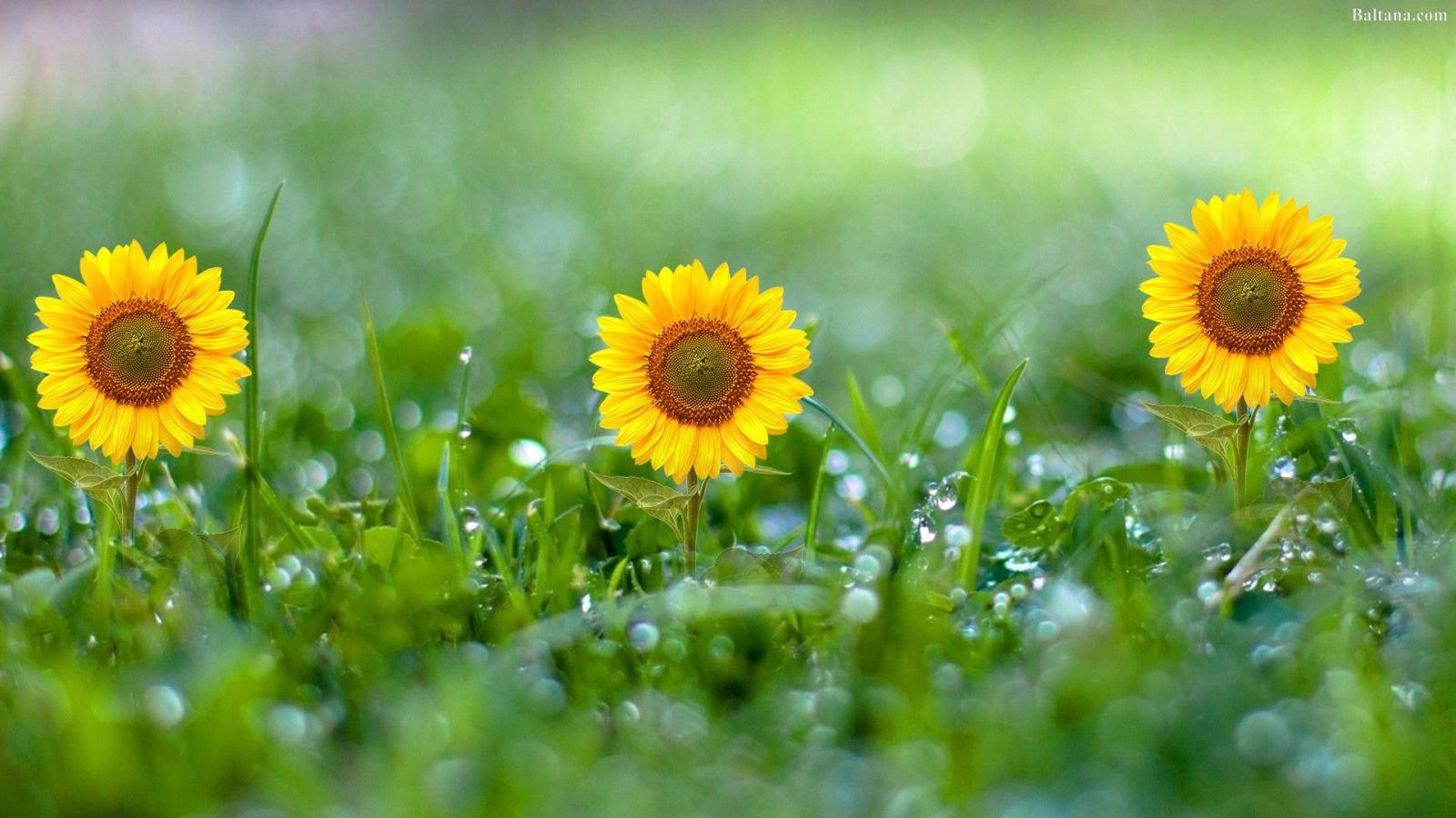 1920x1080 Sunflower HD Wallpaper 31973 - Baltana