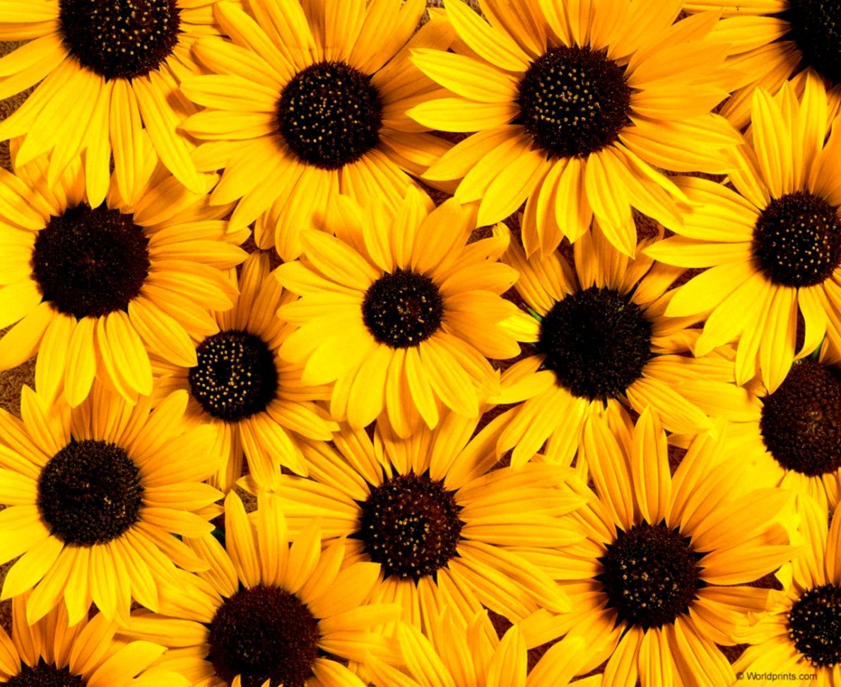 1190x972 Best Nature Sunflowers Hd Wallpaper | The Great Wallpapers