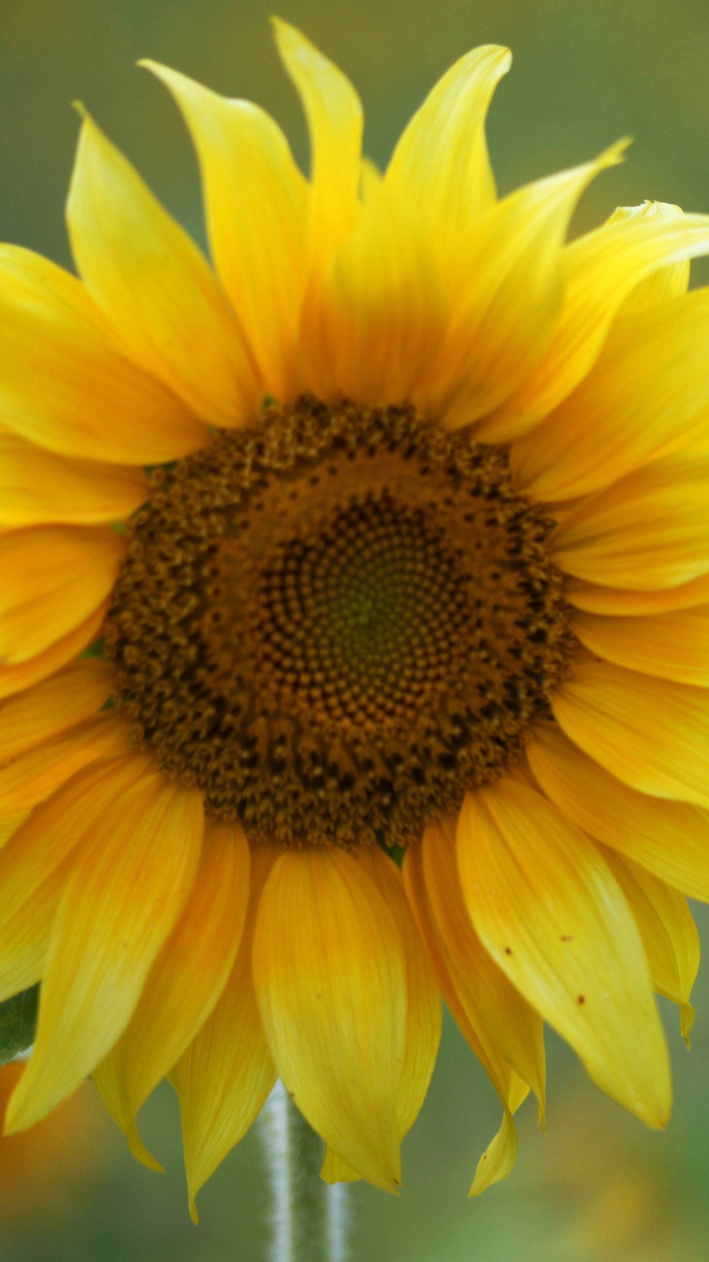1440x2560 Sunflower Wallpaper - iPhone, Android & Desktop Backgrounds