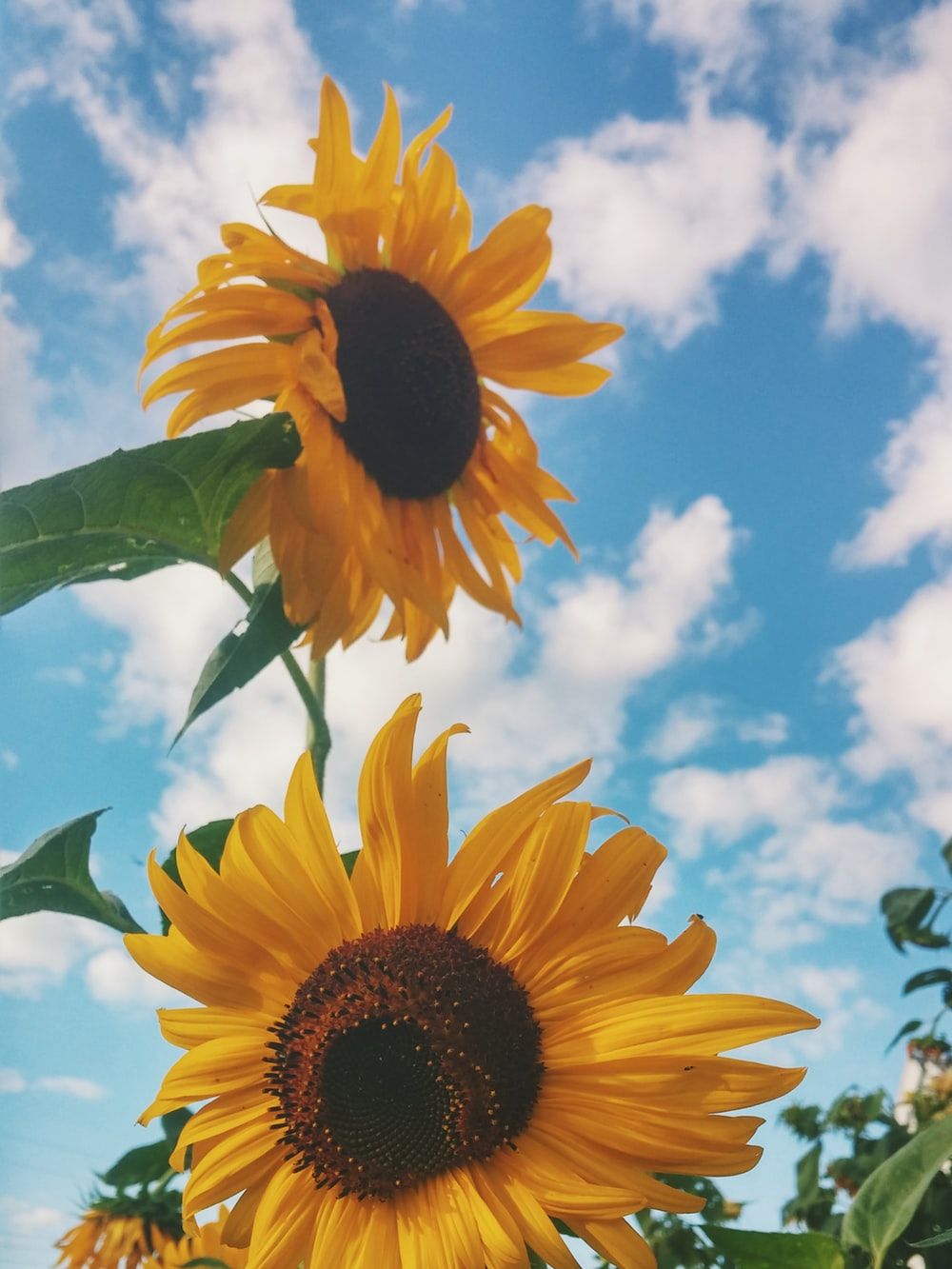 1000x1333 Sunflowers Pictures [HD] | Download Free Images on Unsplash