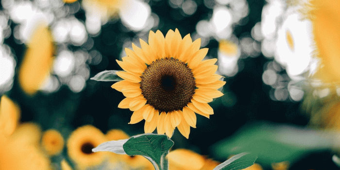 1365x2048 Marin Aghekyan 