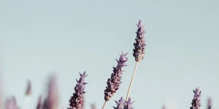 736x1308 23 Stylish Wallpapers for your iPhone Xs Max | Preppy Wallpapers