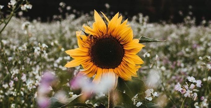 681x1210 iPhone wallpapers : 10 Super Pretty iPhone X Wallpapers - Wallpaper