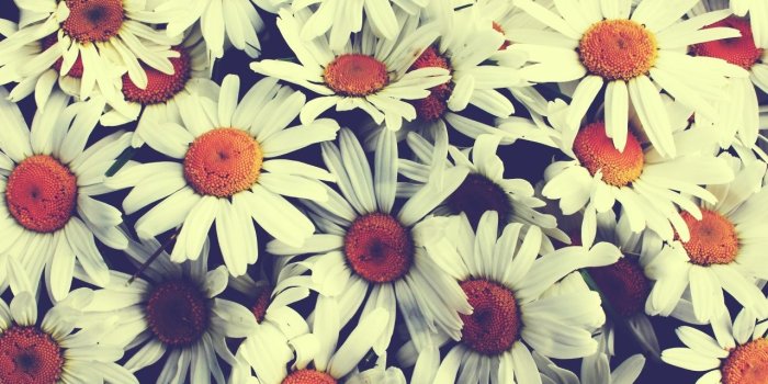 1280x768 Pretty Flowers ❤ 4K HD Desktop Wallpaper for 4K Ultra HD TV • Wide