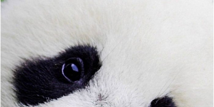 806x1433 Cute Panda Wallpaper Best Of Cute Panda Wallpapers - Baby Panda