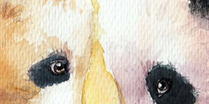 1080x1920 11 Cute Panda Wallpapers for iPhone With 1920x1080 Resolution